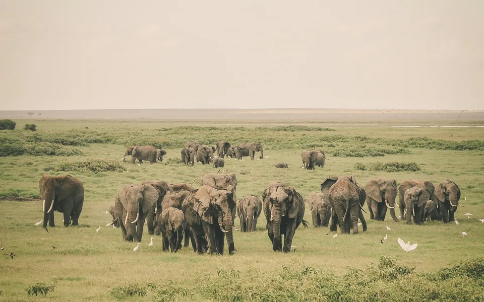 Elephant herd in Amboseli National Park, Kenya