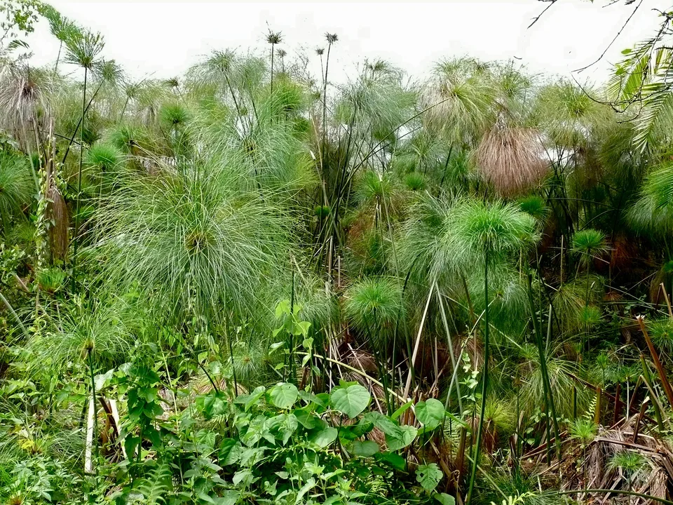 Dense green papyrus stems and feathery crowns among other wetland vegetation at Bigodi.