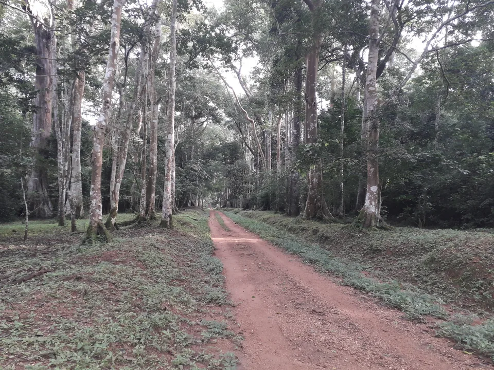 A reddish track running straight between tall trees in Budongo Forest.
