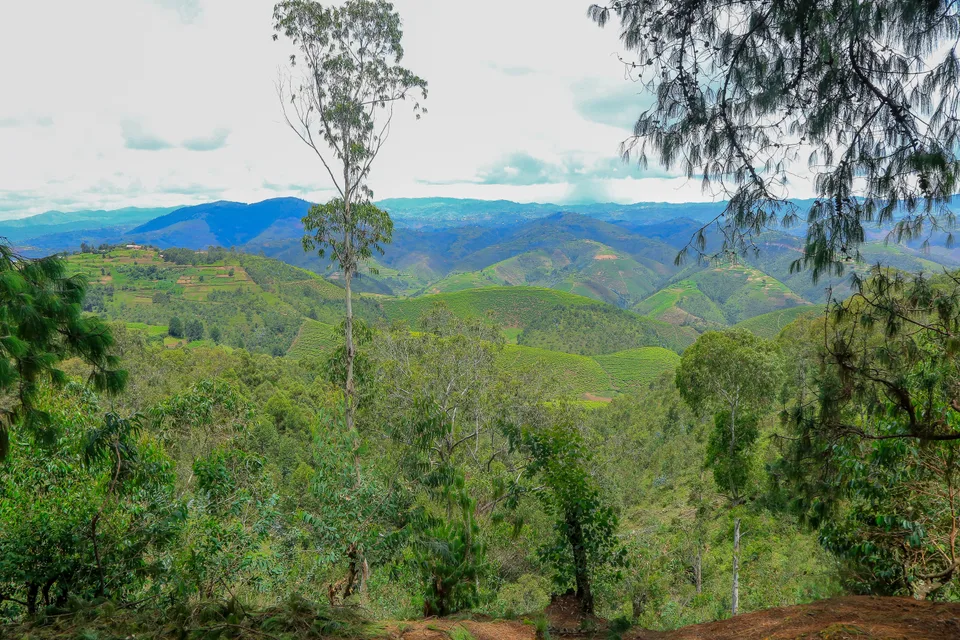 Trees frame a view across cultivated green hills and wooded slopes at Buhanga Eco-Park.