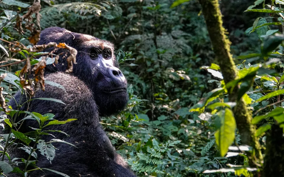 Gorilla looking through dense forest vegetation in Bwindi, Uganda