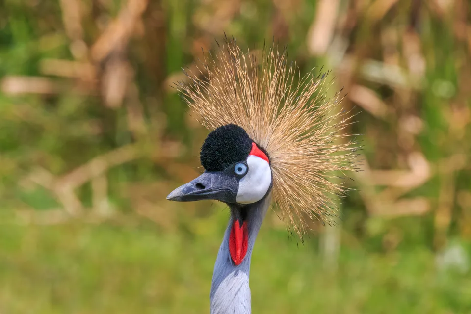Close view of a grey crowned crane’s black-and-white face, golden crown and red throat pouch.