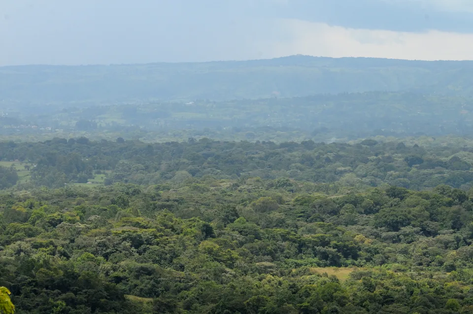 A broad view over dense green forest canopy and grassy openings toward hazy hills.