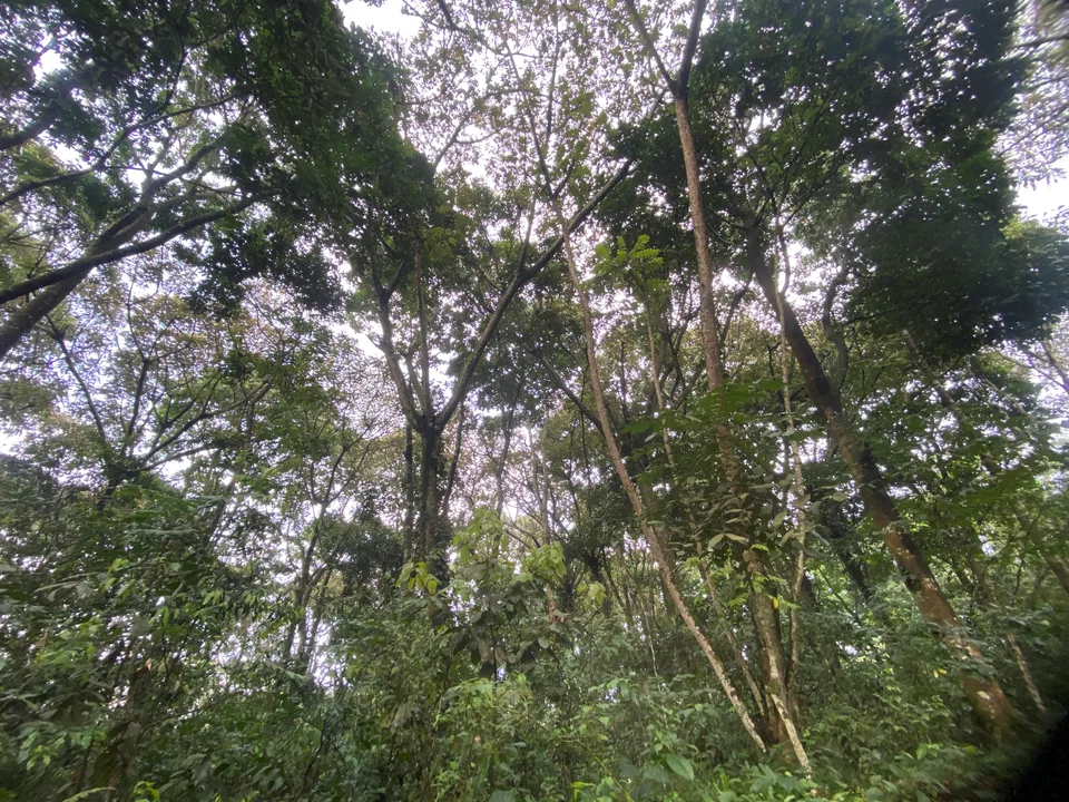 Tall trunks and a layered green canopy seen from within Kalinzu Forest.