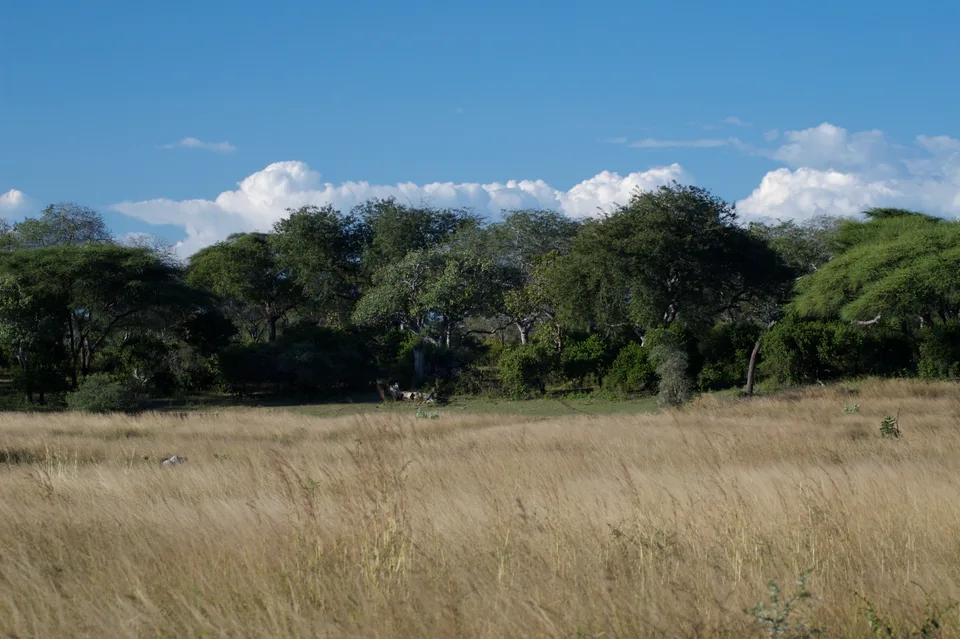 Pale grass beside a dense line of trees beneath blue sky in Katavi.