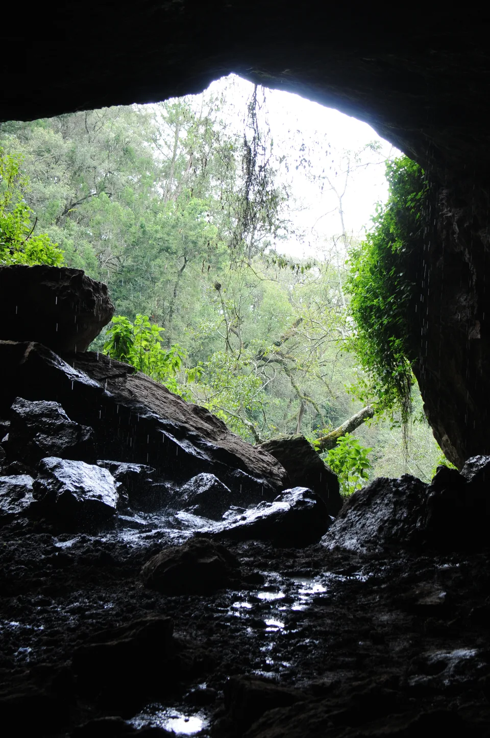 Wet rocks inside Kitum Cave lead toward an opening framed by forest greenery.