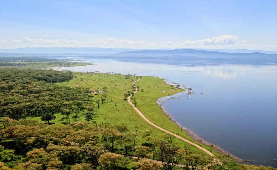 Lake Nakuru beside green grassland and woodland, with a track curving along the shore below Baboon Cliff.