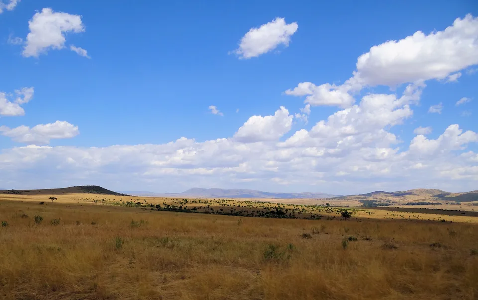 Golden grassland, scattered trees and low hills beneath a wide blue sky in the Maasai Mara.