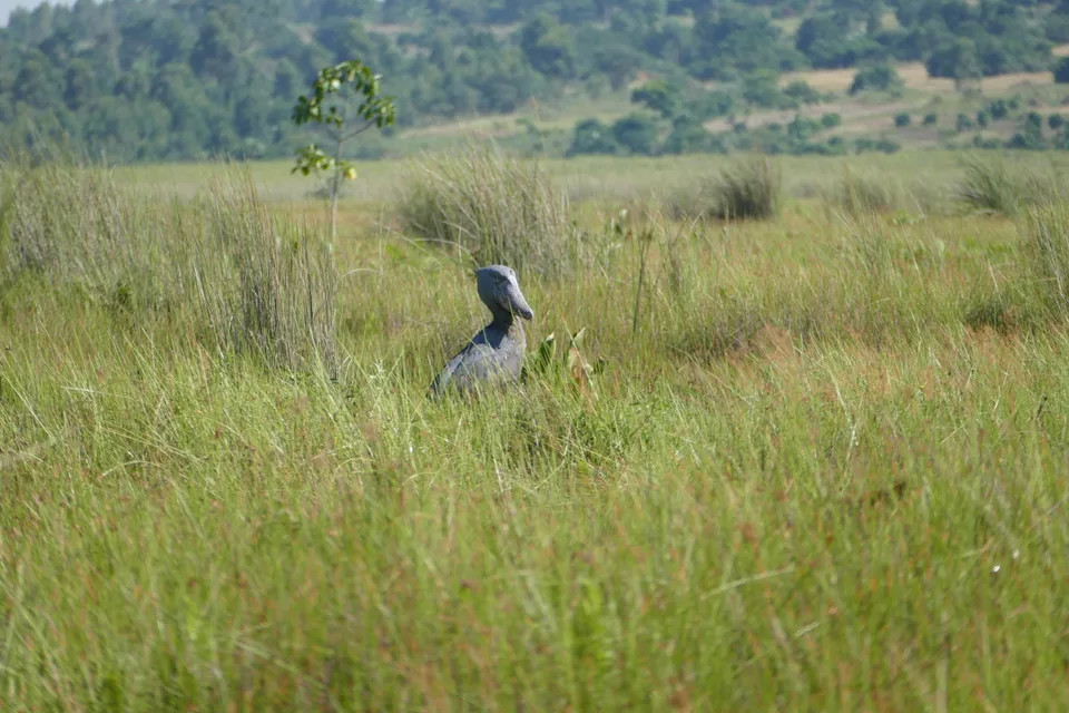 A shoebill’s grey head and broad bill rise above dense wetland vegetation at Mabamba.