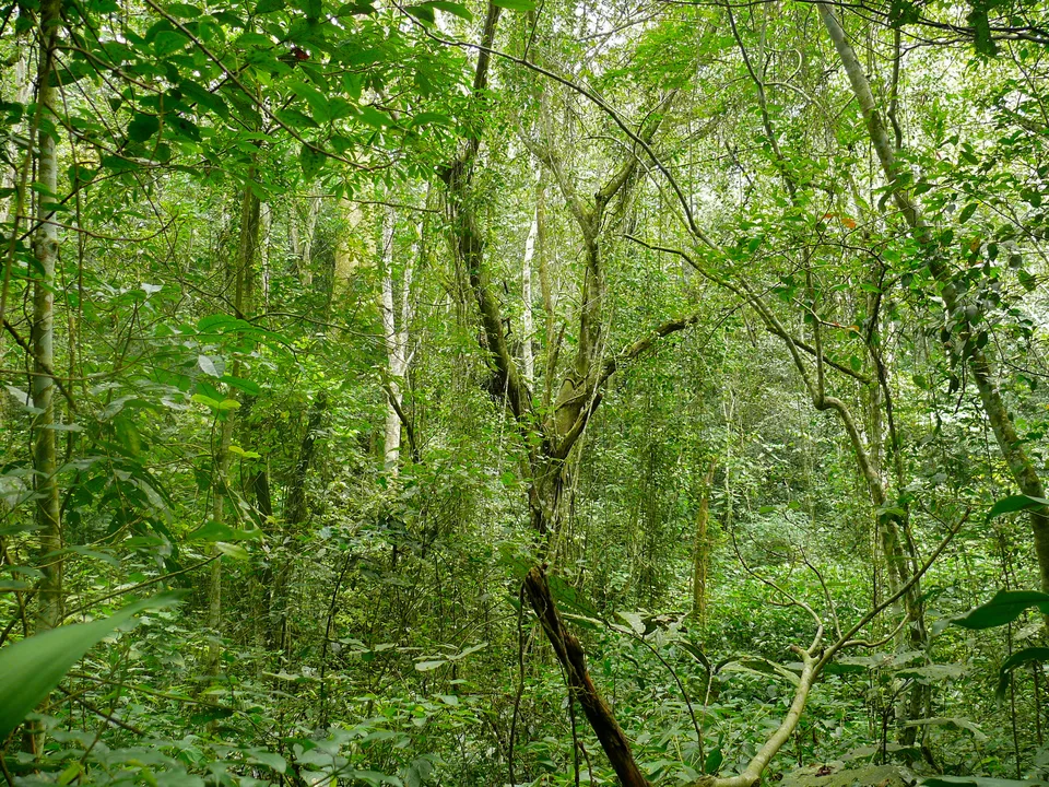 Layers of leaves, slender trunks and climbing stems fill the understorey of Mabira Forest.