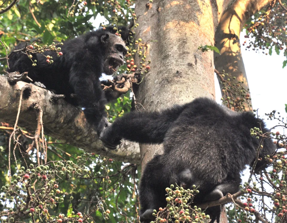 Two chimpanzees occupy branches of a fruiting tree.
