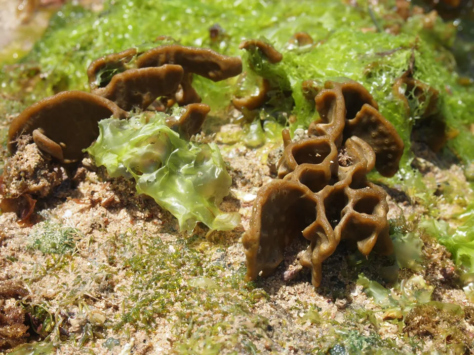 Cup-shaped reef life and green algae on the exposed Malindi reef at low tide.