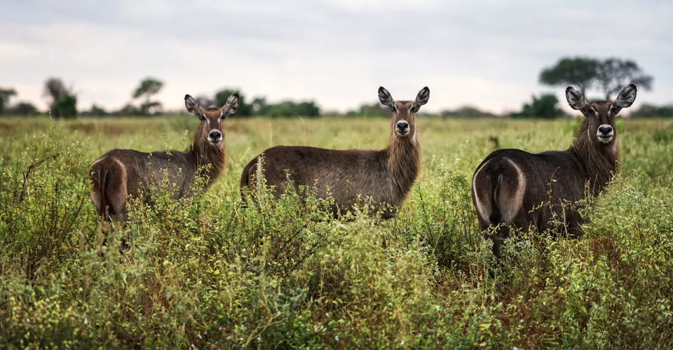 Three waterbuck stand in green grassland with scattered trees in Meru National Park.