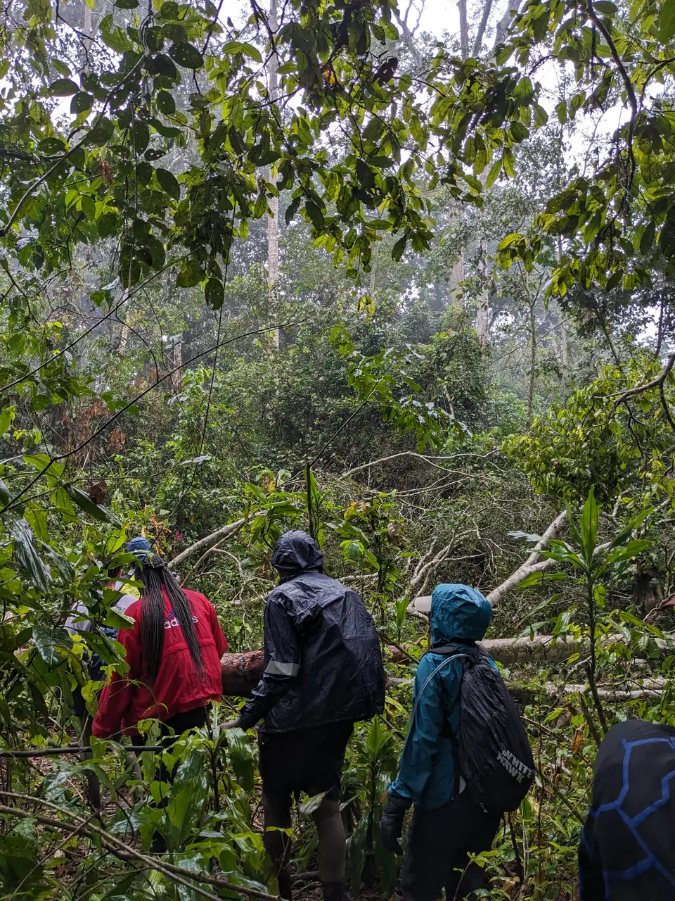 Walkers seen from behind beneath a dense forest canopy, with fallen branches across the route.