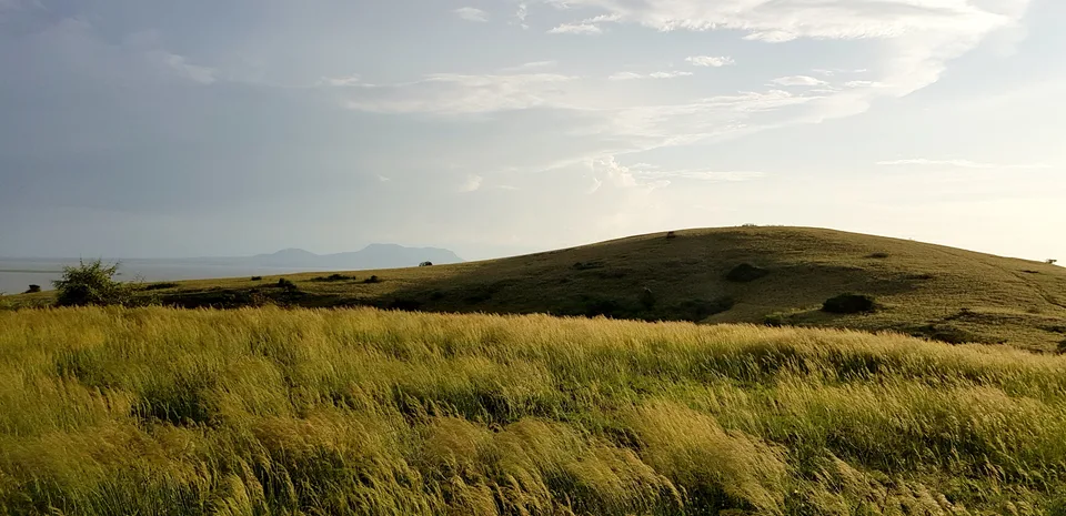 Golden-green grass covers a low hill on Ndere Island, with Lake Victoria visible beyond it.
