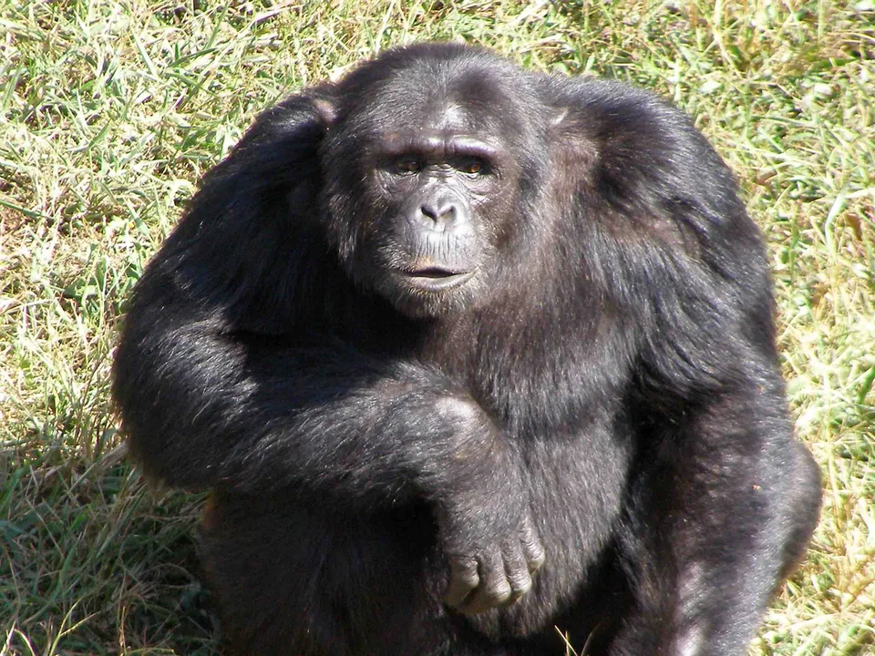 Chimpanzee sitting in sunlit grass, with its face and folded forearms visible.