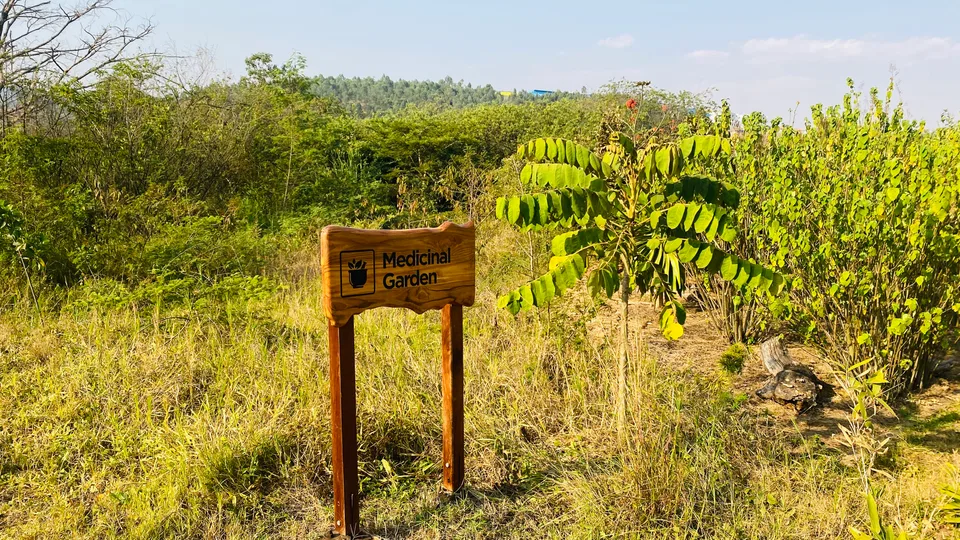 A wooden Medicinal Garden sign among shrubs and small trees at Nyandungu, with a path through the planting.