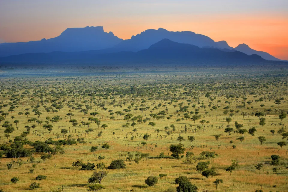Golden grass and scattered trees stretch toward a mountain silhouette under an evening sky.