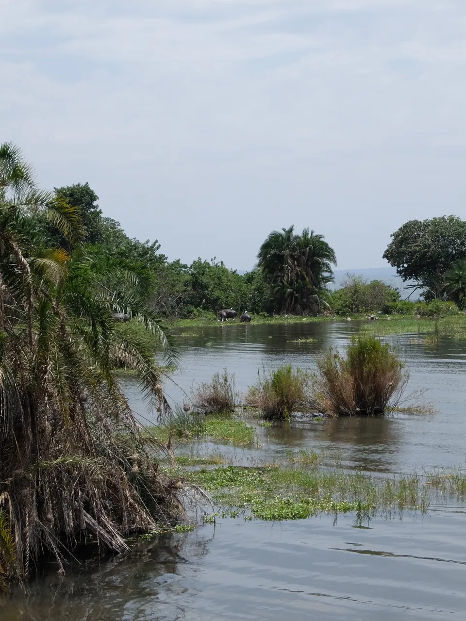 Palms and wetland vegetation around water on Rubondo Island, with hippos along the far bank.