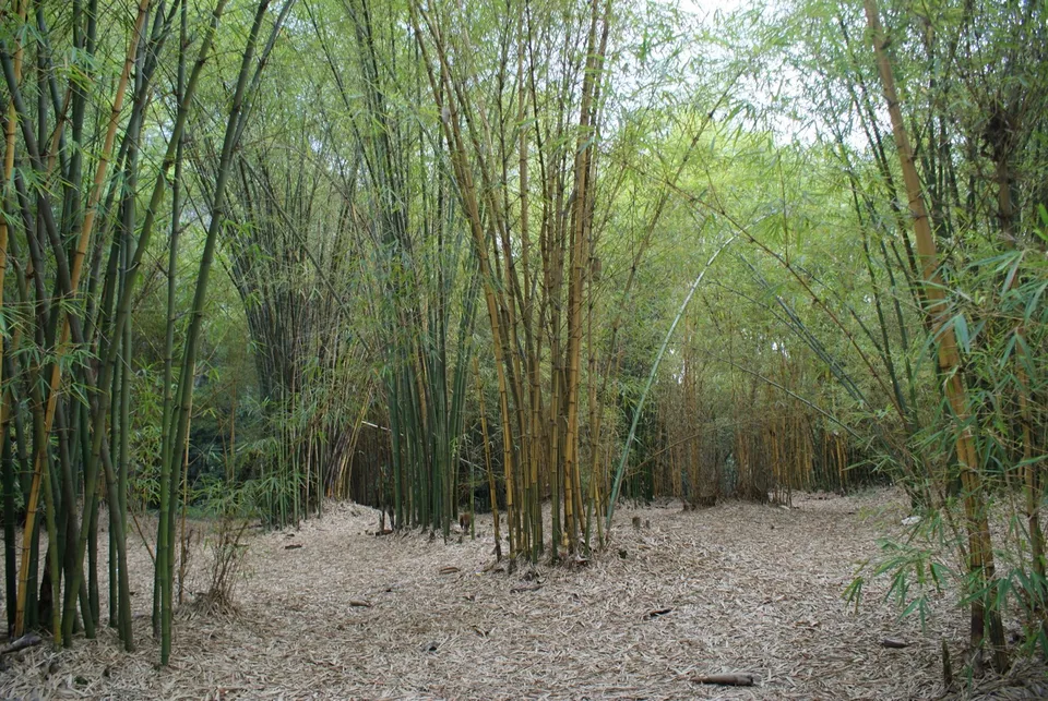 Tall bamboo clumps rise above leaf-covered ground in Ruhande Arboretum.