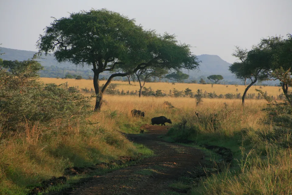 Buffalo near a dirt track through golden grass and scattered trees, with hills behind in Ruma National Park.