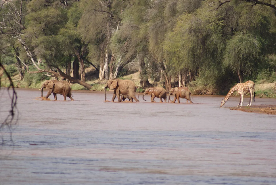 Elephants wading through the Ewaso Ng’iro River while a giraffe drinks at the wooded riverbank in Samburu.