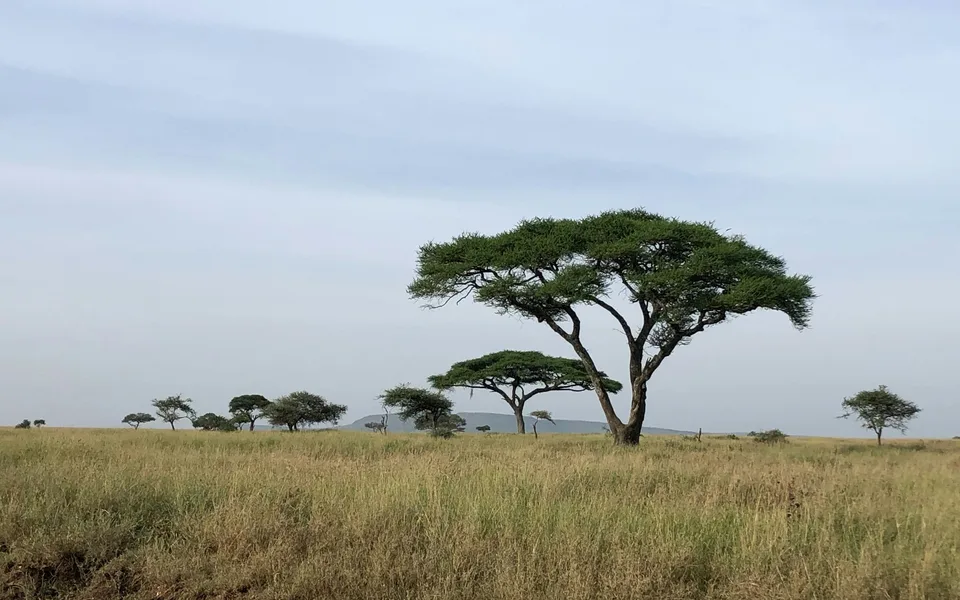Scattered flat-topped trees across Serengeti grassland beneath a cloudy sky