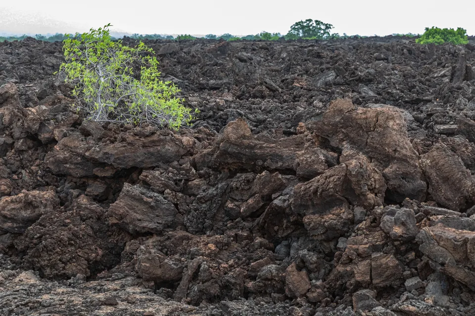 Dark, broken lava rock with scattered green shrubs at Shetani in Tsavo West.