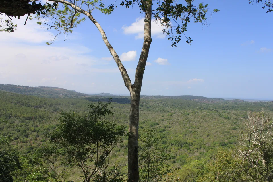 Forested slopes and a broad green valley seen between trees in Shimba Hills.