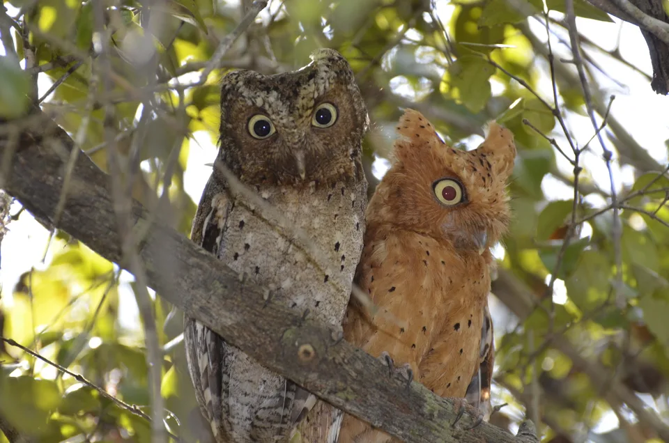 Two small scops owls, one grey-brown and one rufous, perched together among leafy branches.