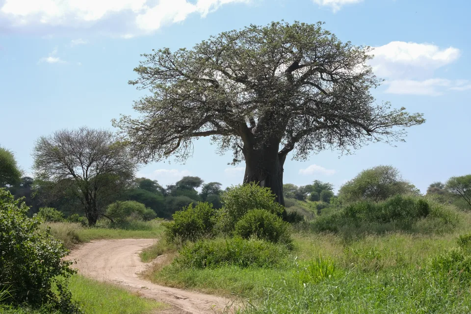 A broad-crowned baobab beside a curving dirt track and green vegetation in Tarangire.
